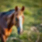 Majestic Anadolu horse in natural habitat