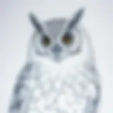 A detailed sketch of the Harry Potter owl