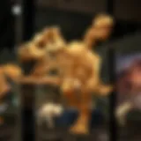 Fossilized T-Rex skeleton on display