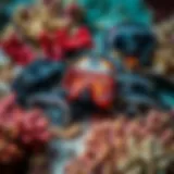 Diverse underwater goggles displayed on a vibrant coral reef