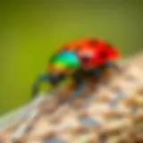 A vibrant close-up of a colorful click beetle in its natural habitat