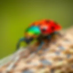 A vibrant close-up of a colorful click beetle in its natural habitat