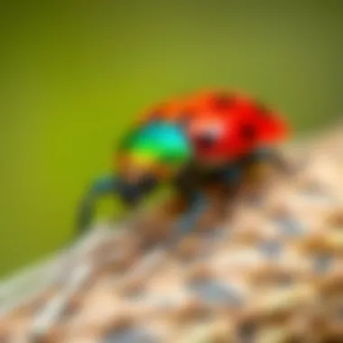 A vibrant close-up of a colorful click beetle in its natural habitat