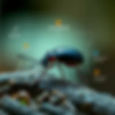 An infographic illustrating the life cycle of a click beetle