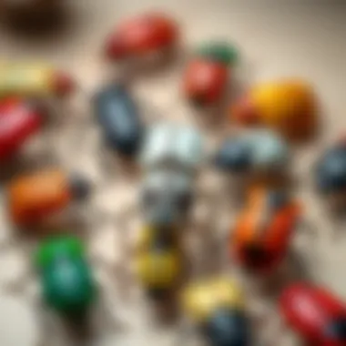 A group of click beetles showcasing their unique colors and patterns